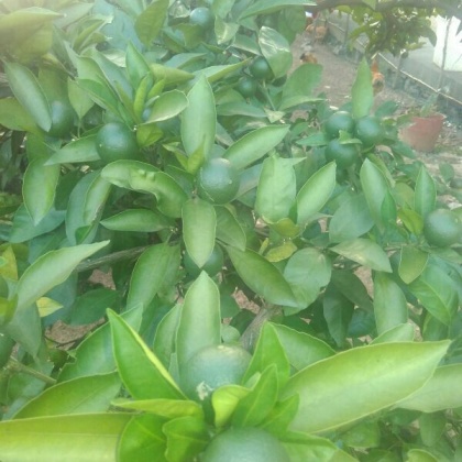 湖南常德市石门县普早蜜桔 6~6.5cm批发_贾仕