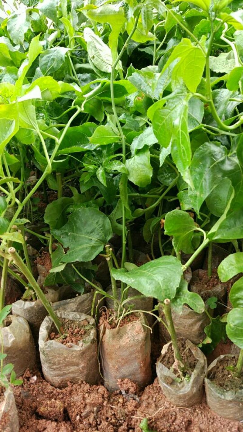 满天星百香果苗10~20cm