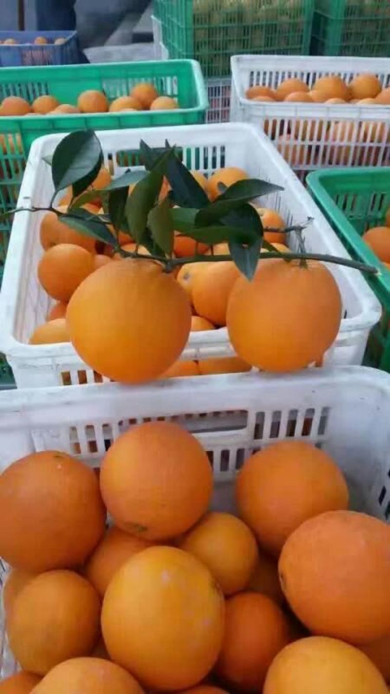 纽荷尔，长虹，自产自销，货源充足，无中间商