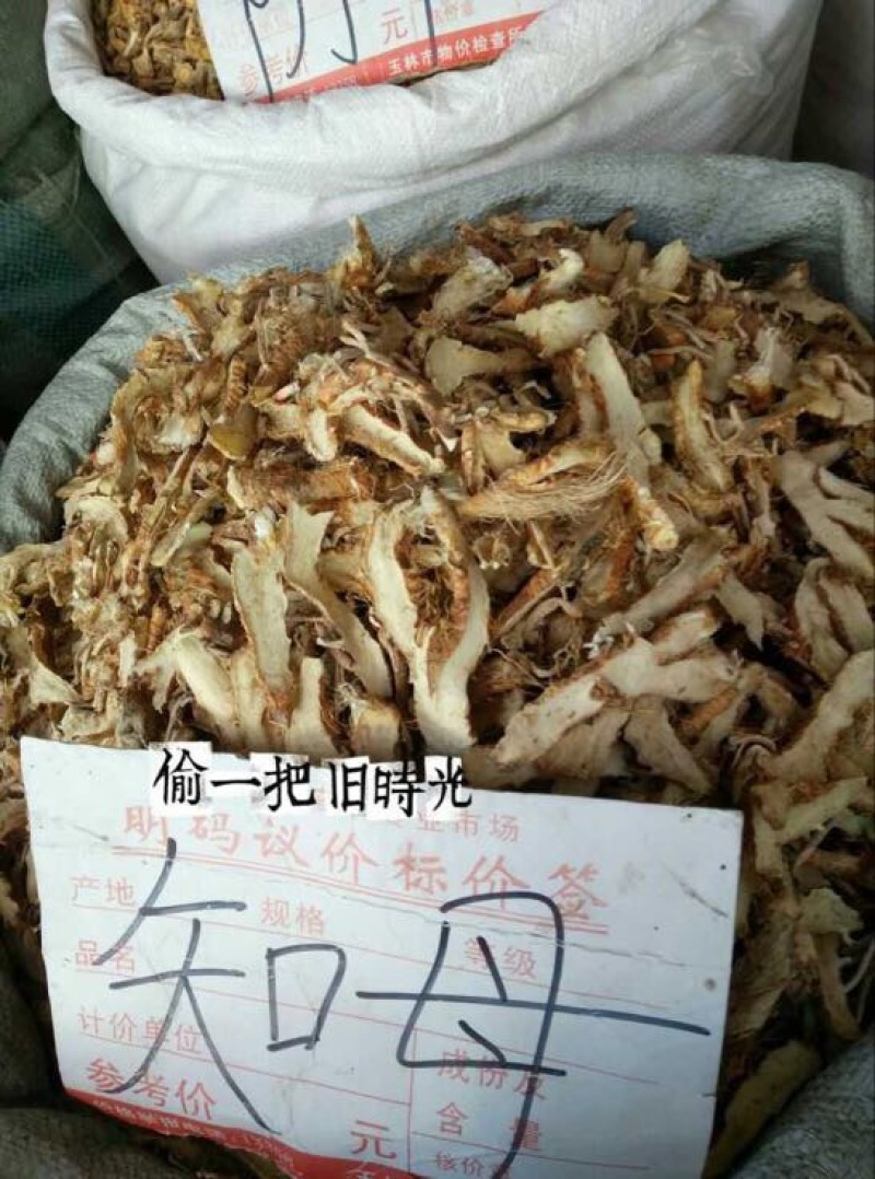 知母