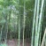 竹子5~6m