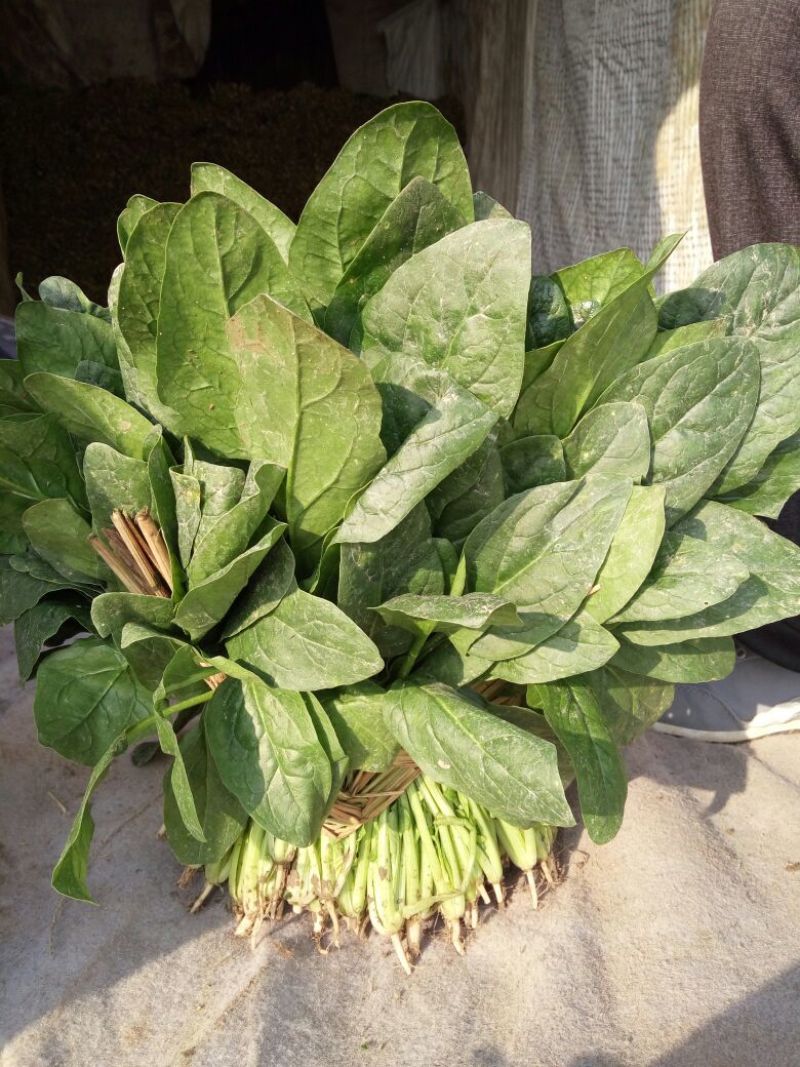 越冬菠菜25~30厘米