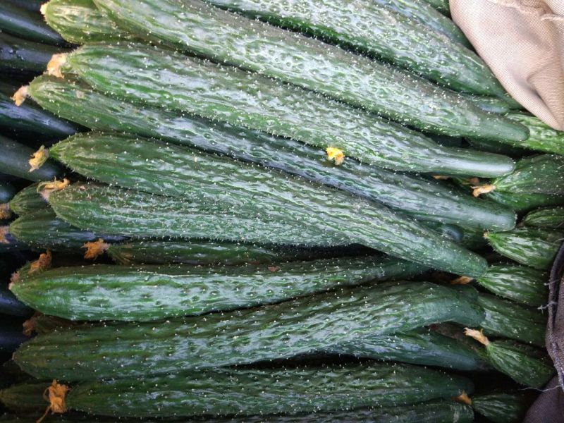 黄瓜22~25公分干花带刺