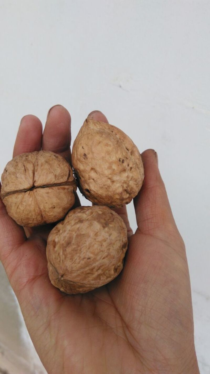 山核桃去皮干