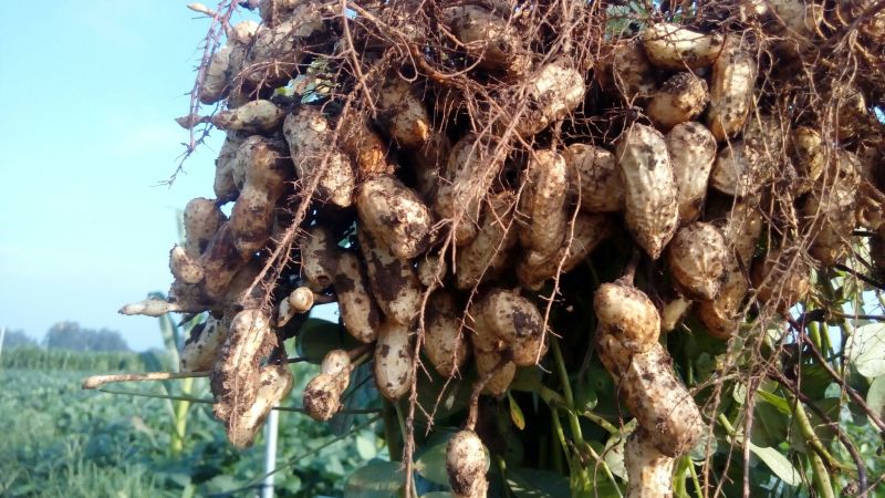 带壳花生鲜货带壳