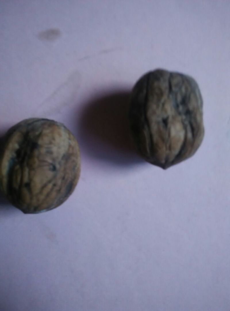 薄皮核桃30mm以上去皮