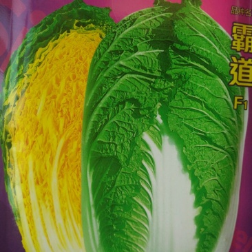 大白菜7斤以上毛菜