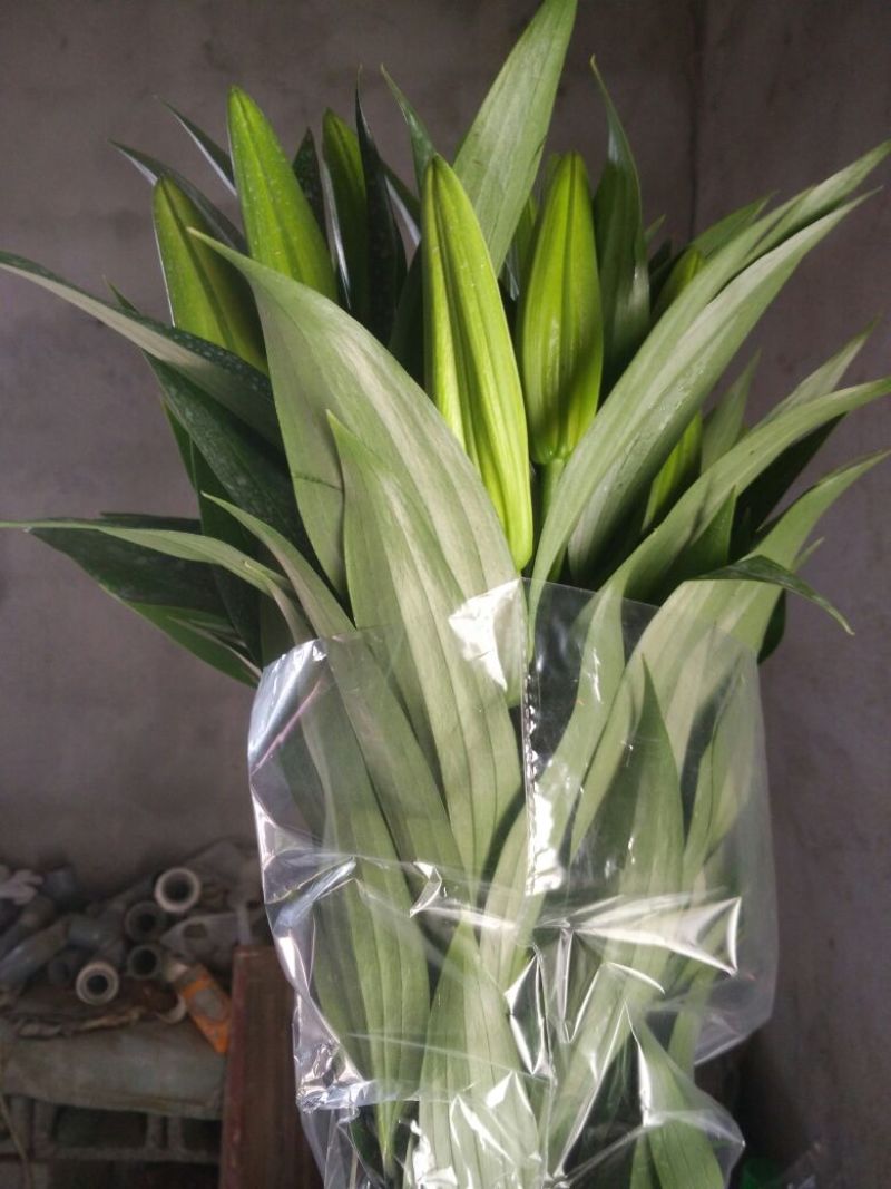 荷兰百合4以上