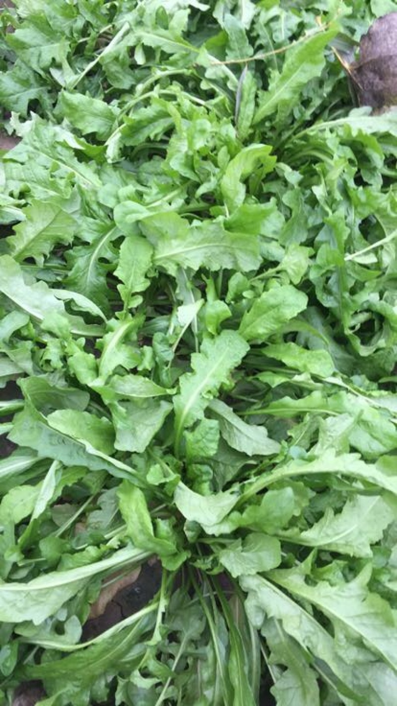 荠菜