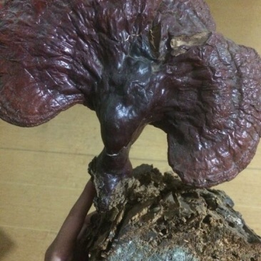 灵芝