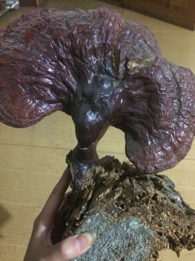 灵芝