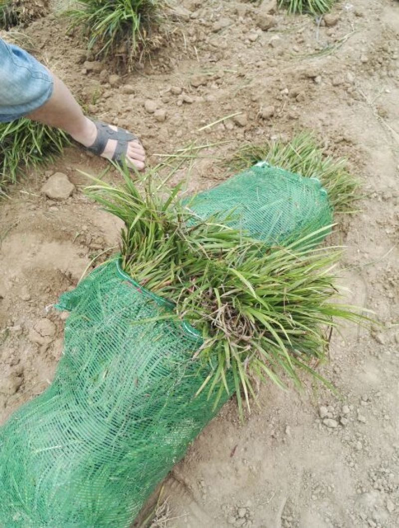 麦冬草