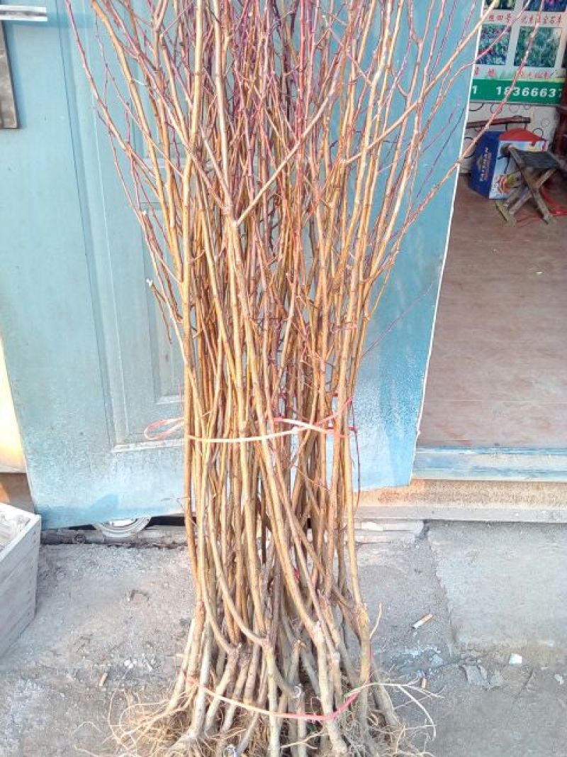 冬桃苗70~80cm