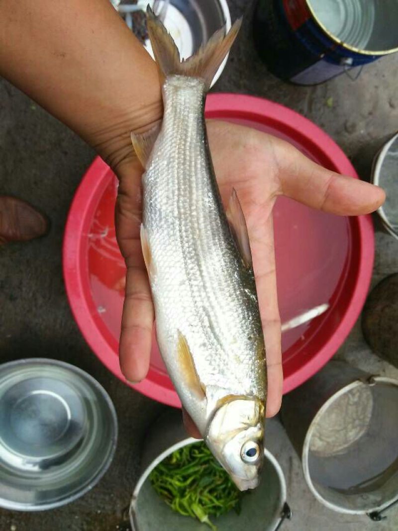 鱼干烤鱼干