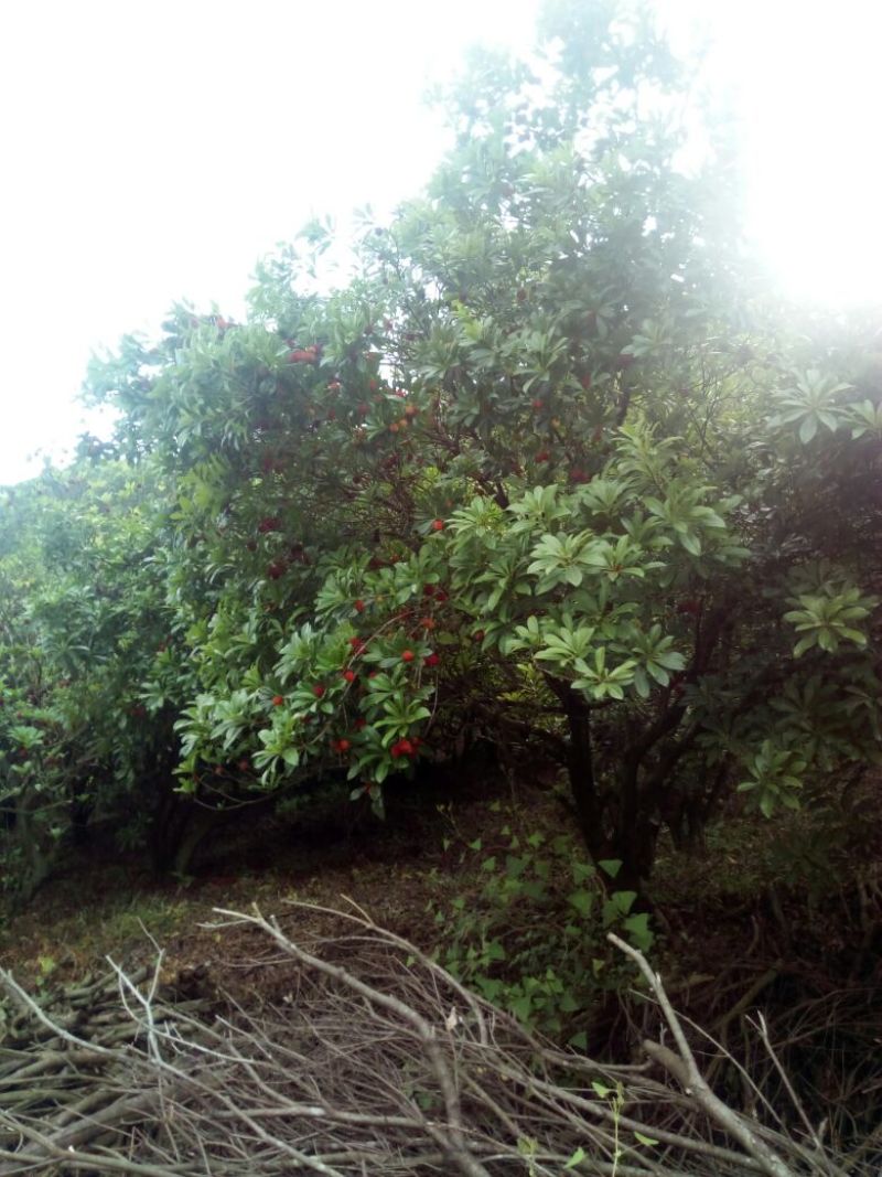 杨梅1.5~2cm