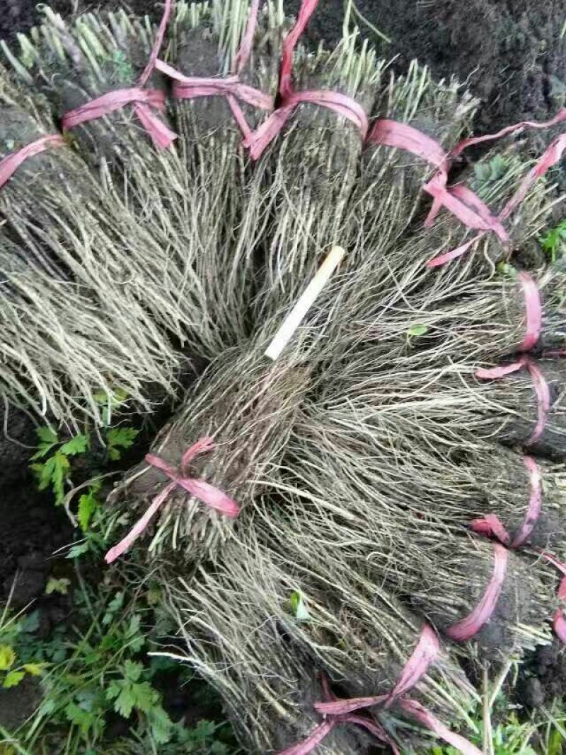 岷县当归苗，苗子均匀，无烂苗，每袋数量7千至1万苗