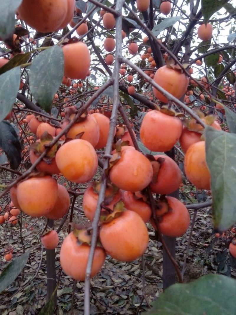 无籽小蜜罐柿子树苗及矮化景观柿子树苗，量大从优