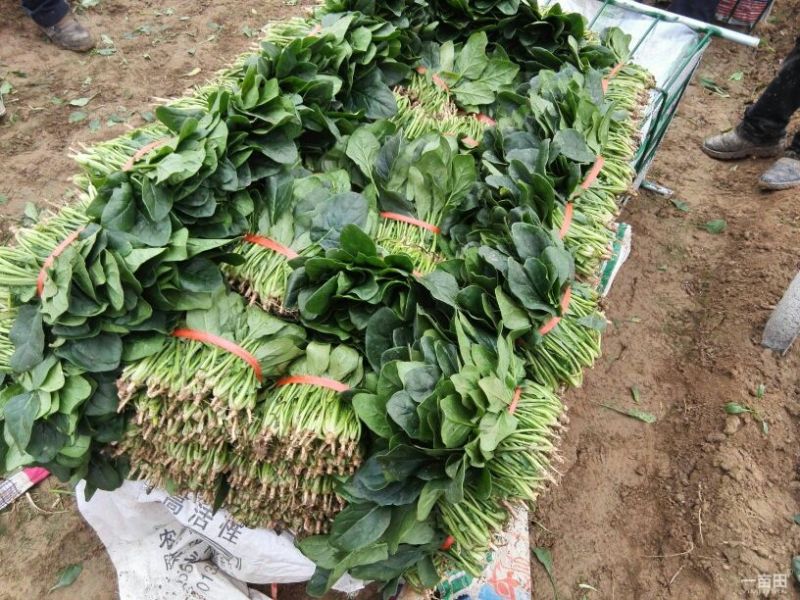 大叶菠菜25~30厘米