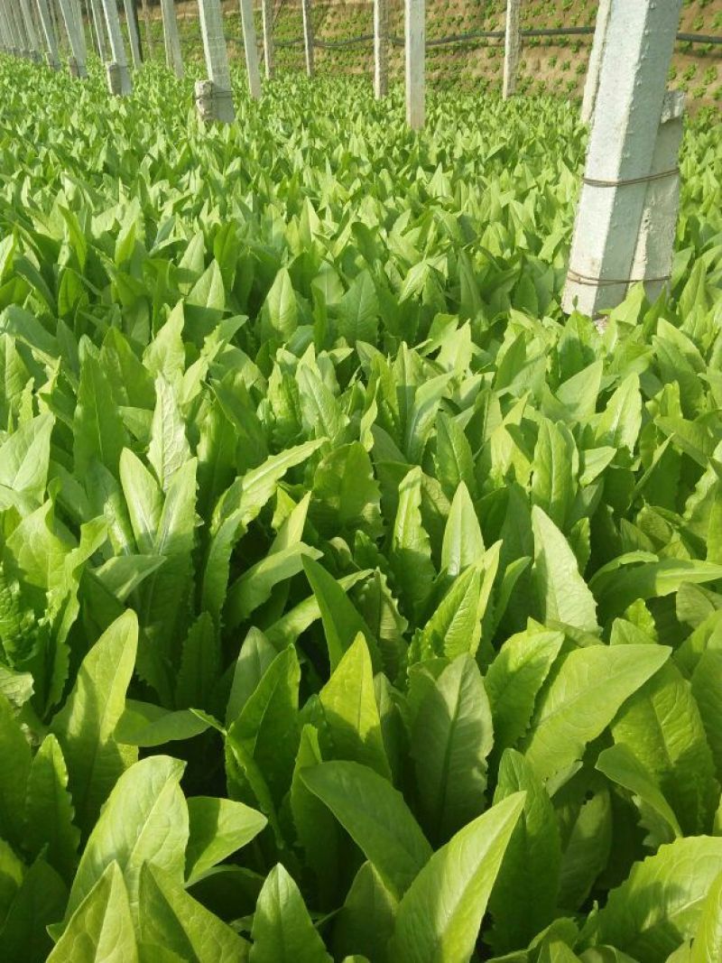 红香油麦菜35~40厘米以上
