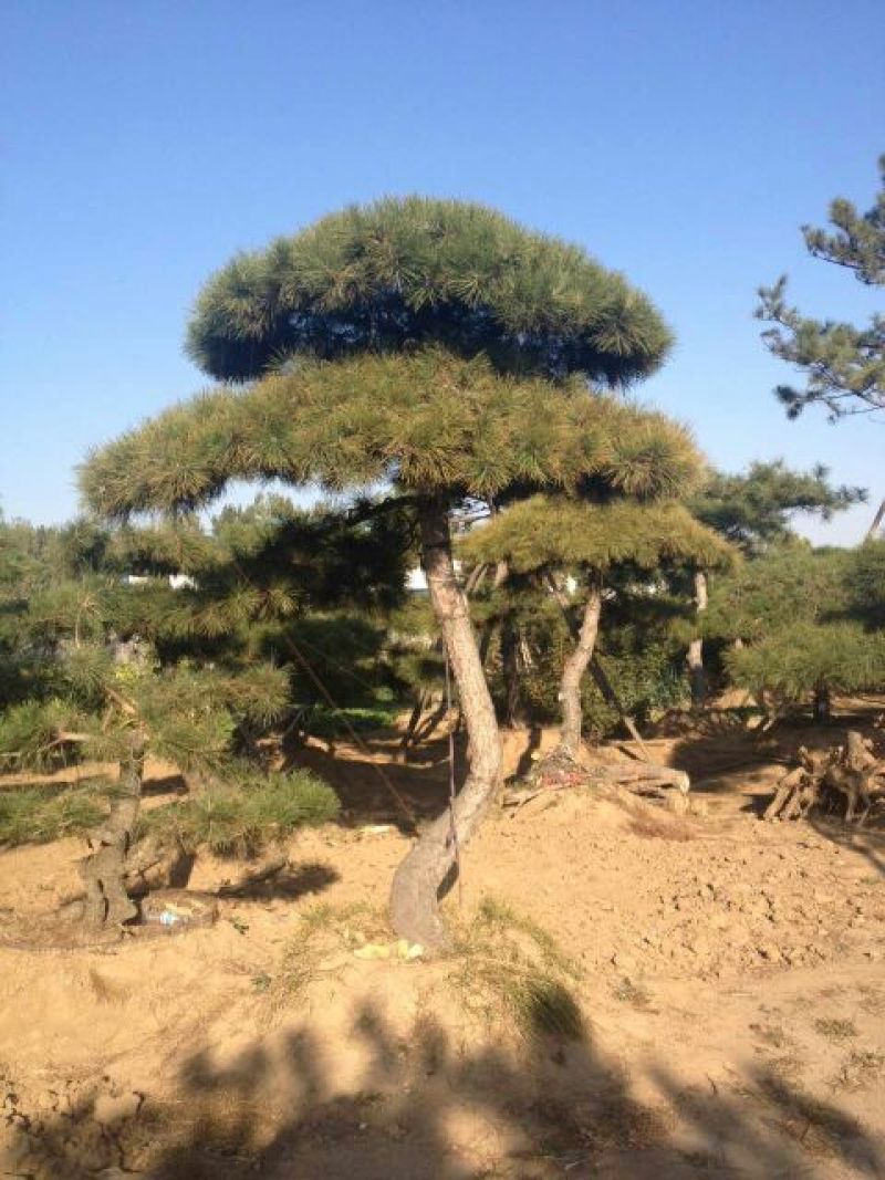 造型松4公分