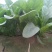 越冬菠菜10~15厘米