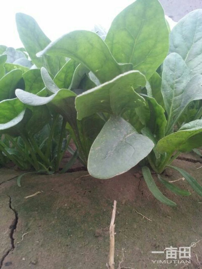越冬菠菜10~15厘米