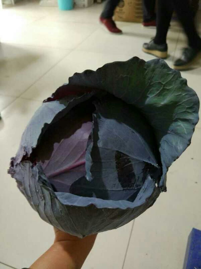 紫甘蓝河北大量上市，物美价廉，另有多种蔬菜配车产地直销
