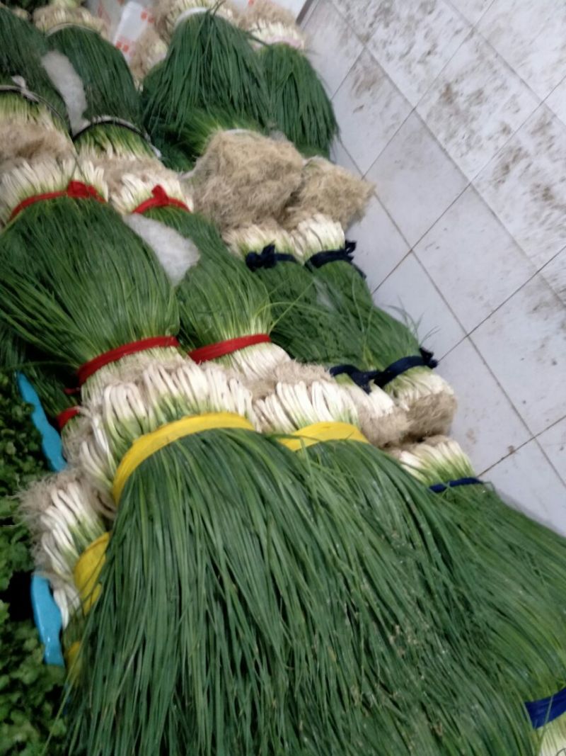 云南小葱四季小葱40~45cm产地直发一手货源对接全国