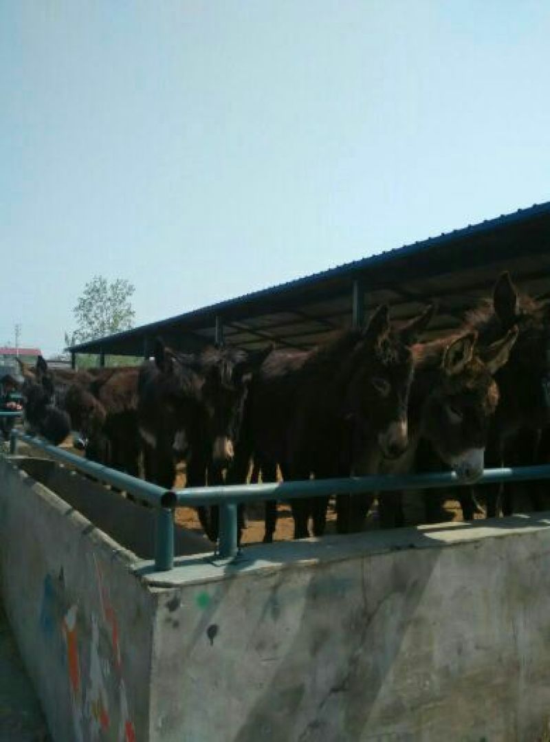 肉驴