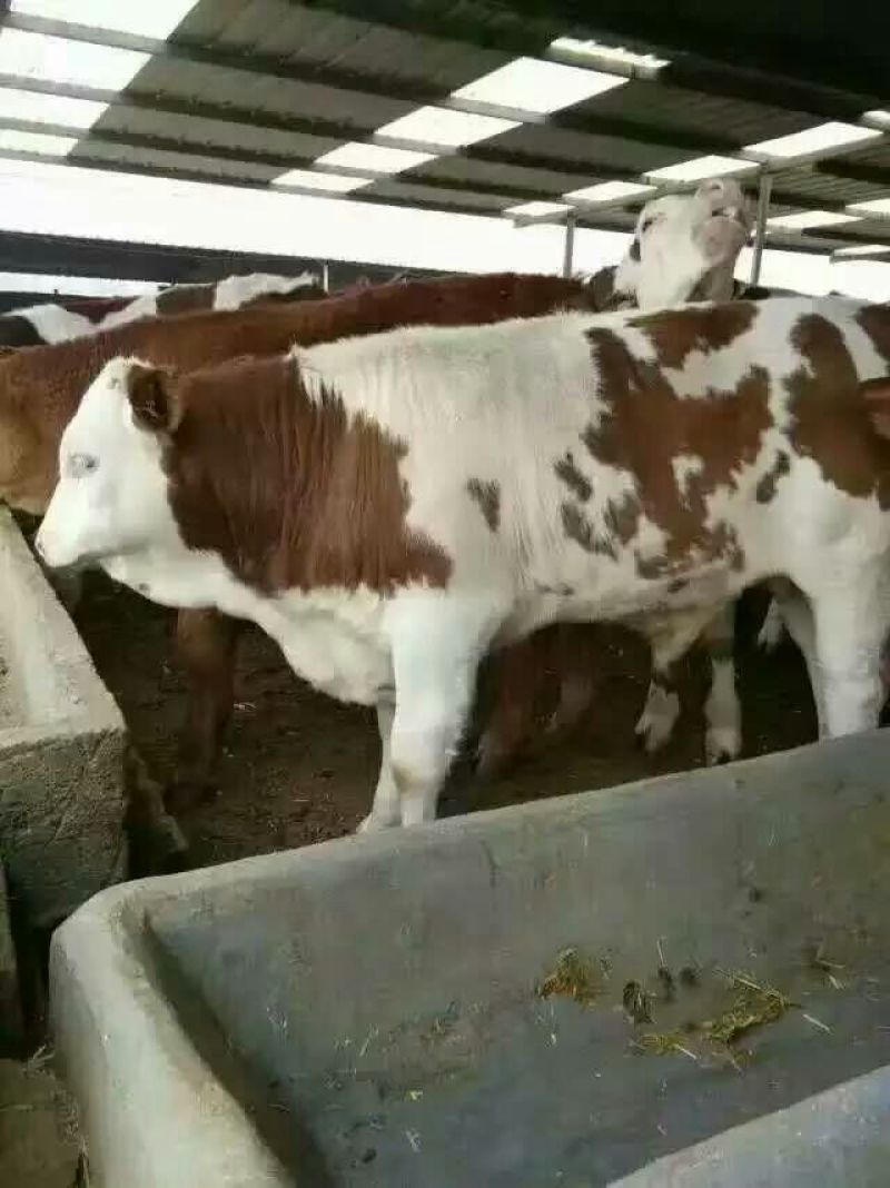 西门塔尔牛犊100~200kg