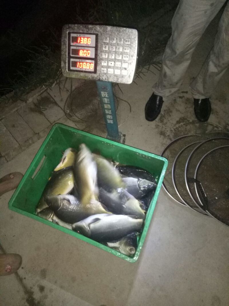 散鳞镜鲤食用0.5~1公斤