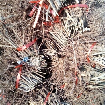 香椿苗50~60cm