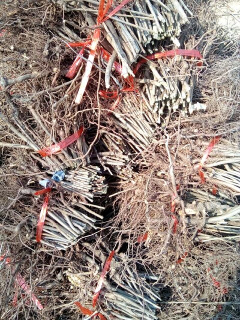 红油香椿苗大棚70~80cm