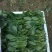 菠菜15~20厘米