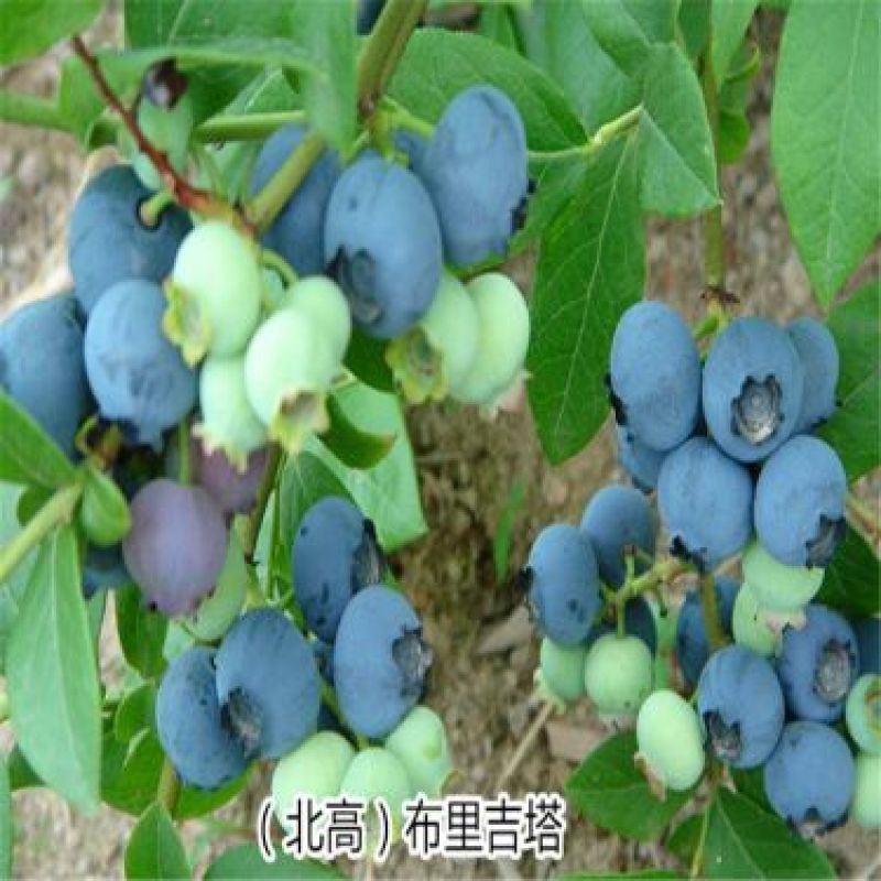 蓝莓苗1~2年80~100cm