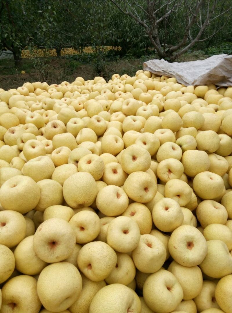 砀山梨250~300g纸箱