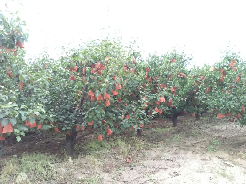酥梨250~300g纸袋