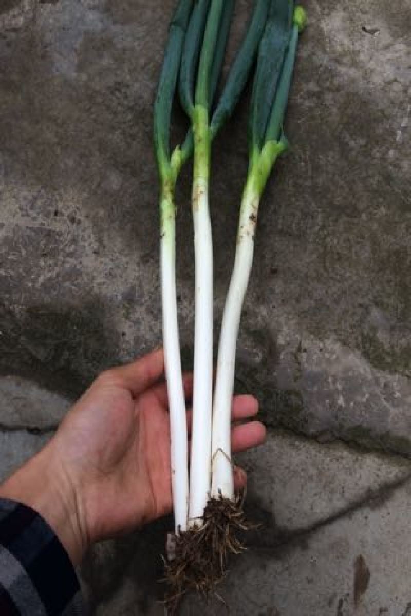 晚抽