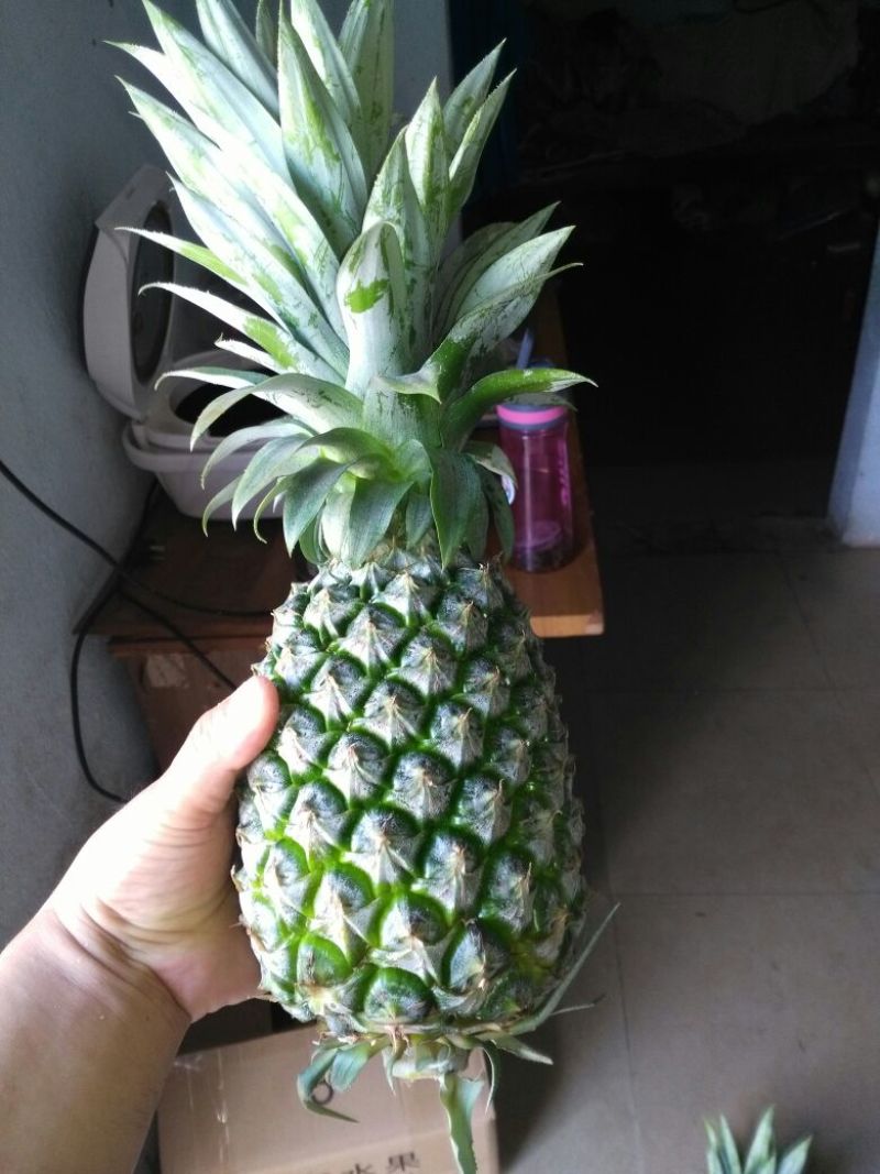 16号台湾甜蜜蜜凤梨苗，壮苗出大果，台湾凤梨