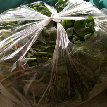 大叶菠菜10~15厘米