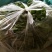 大叶菠菜10~15厘米