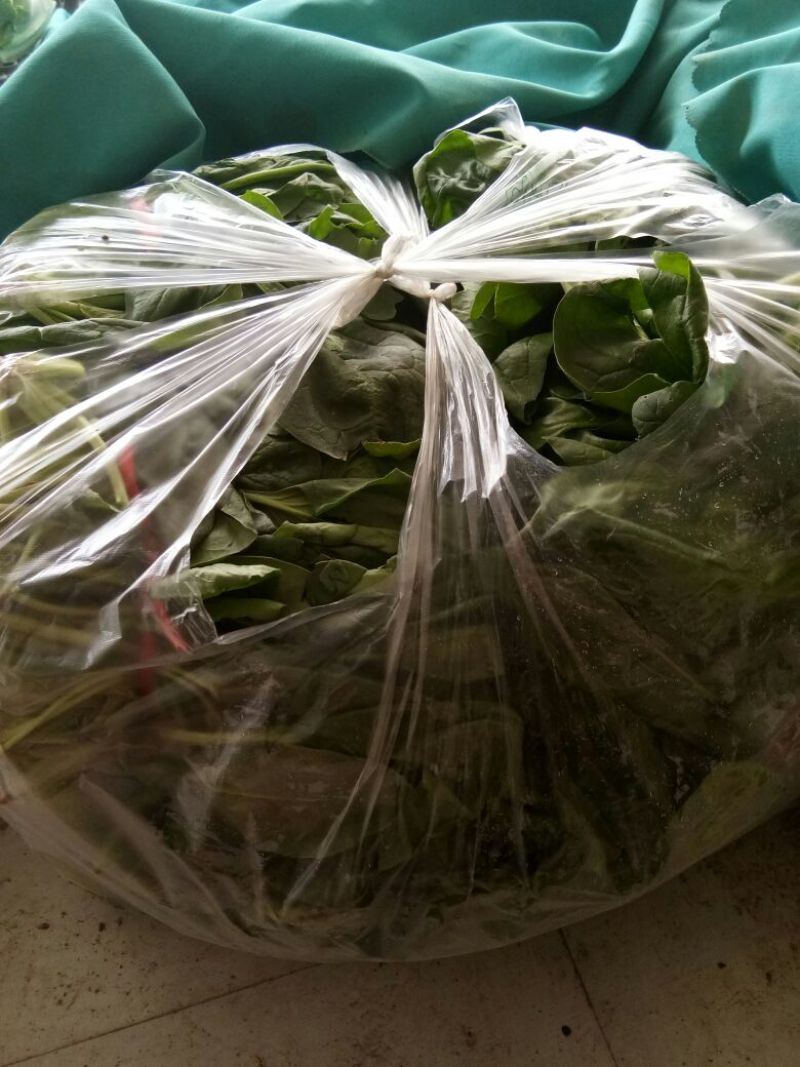 大叶菠菜10~15厘米