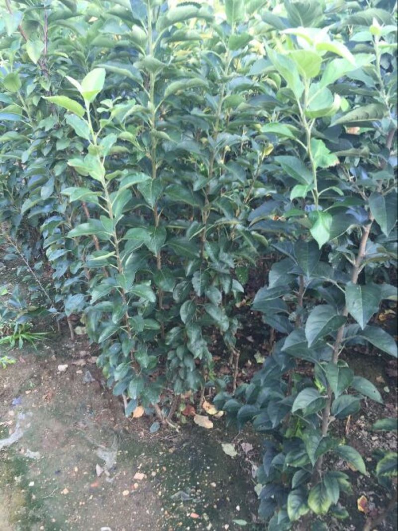 矮化苹果苗80cm以上