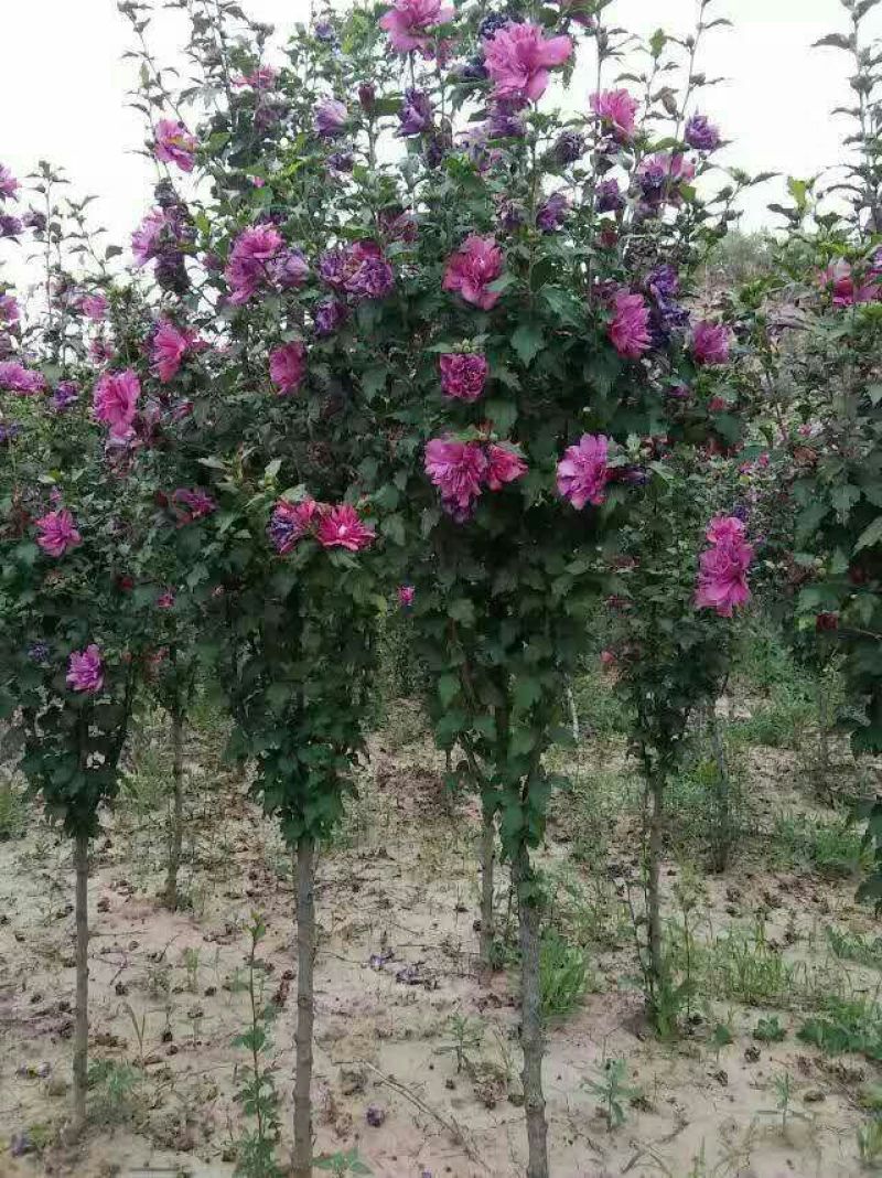 木槿4~6cm4cm以下1.5~2米