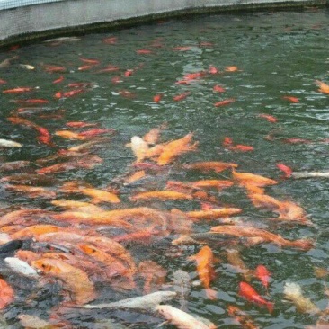 锦鲤