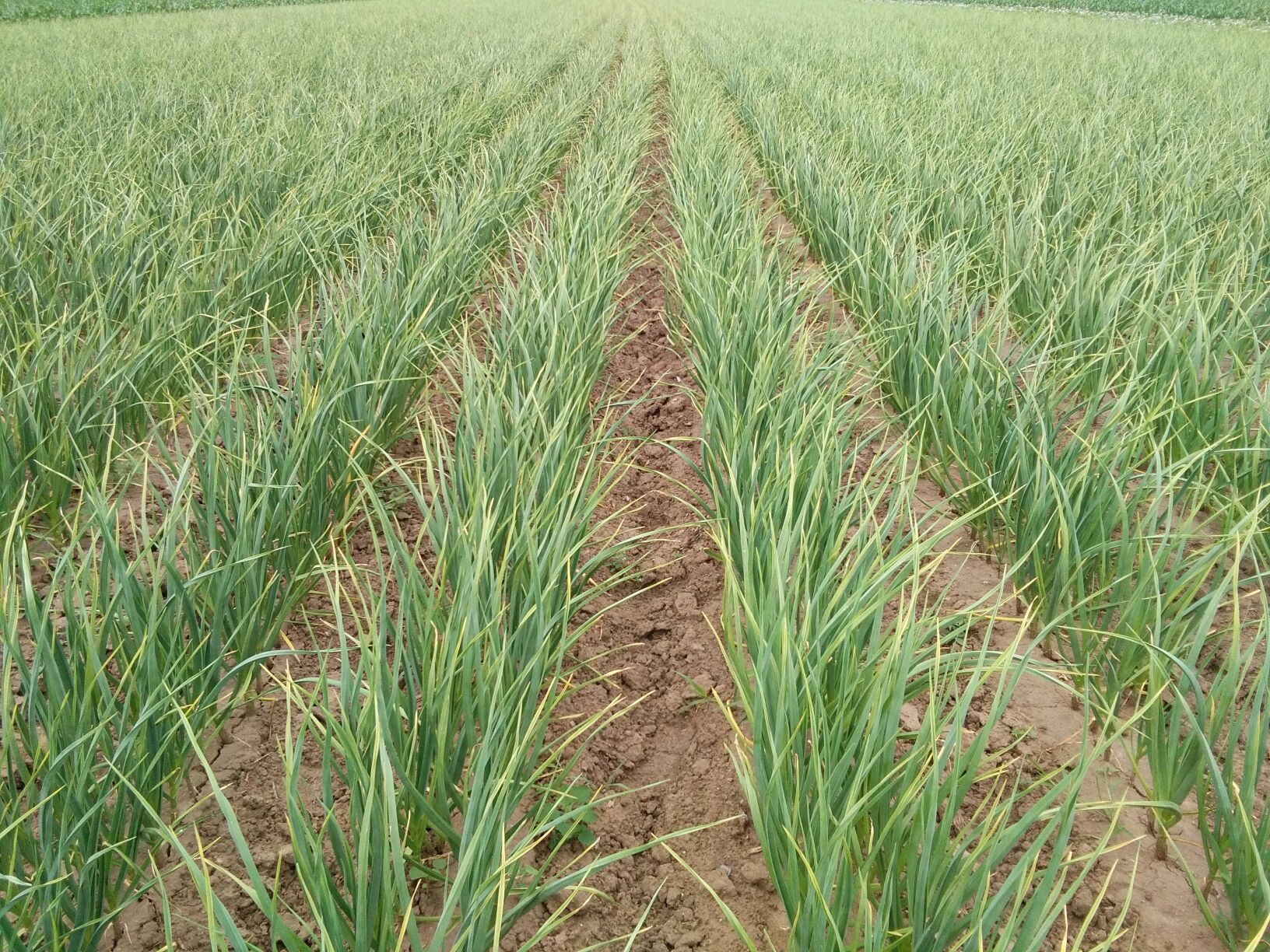 吉林四平市梨树县四季蒜苗 50~60cm批发_王金