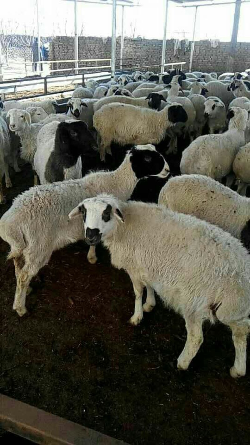 肉羊