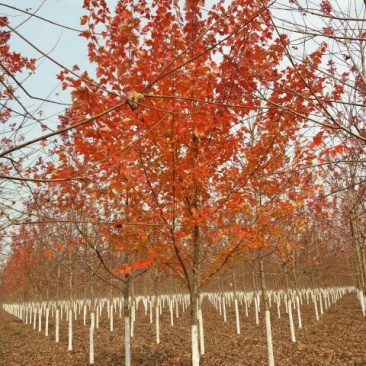 美国红枫10cm，北美红枫8-10公分价格