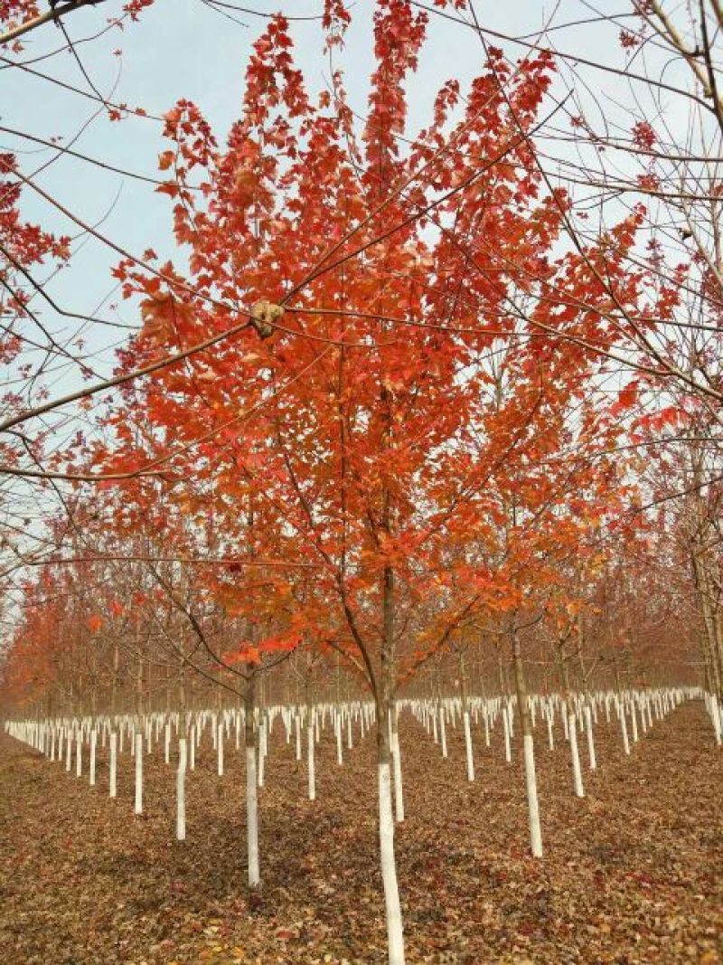 美国红枫10cm，北美红枫8-10公分价格