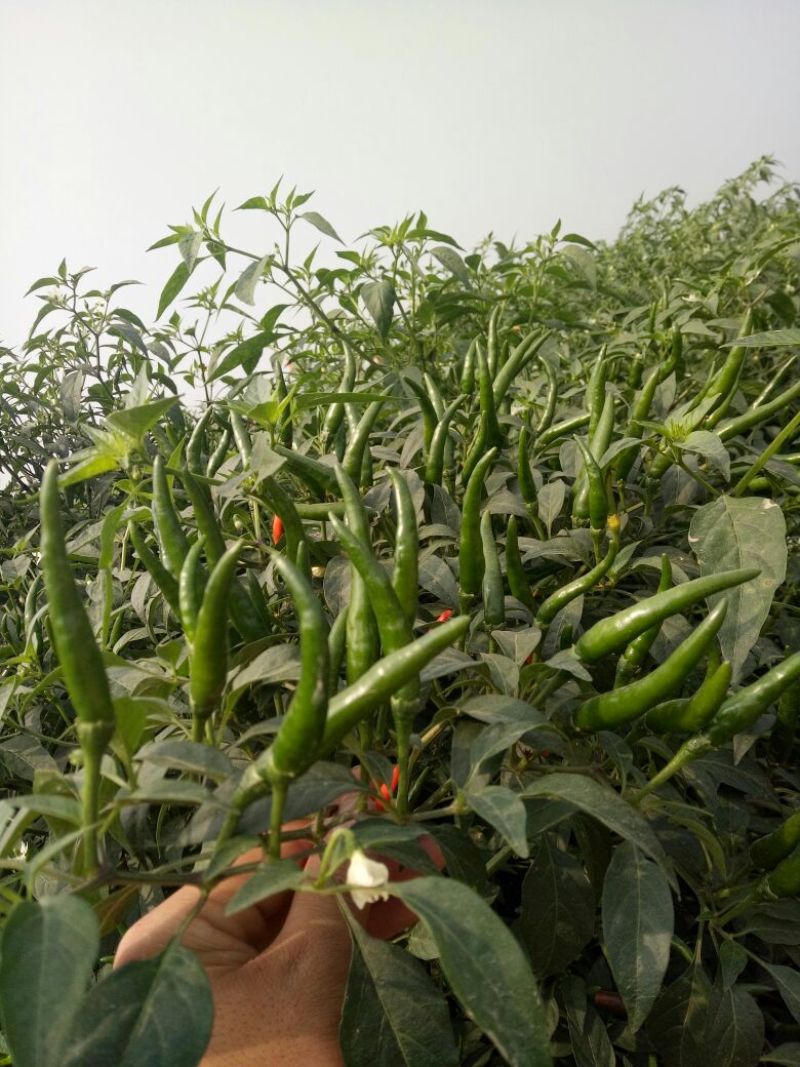 鲜辣椒5~10厘米青一手货源运费低货量大耐运输按需分拣打